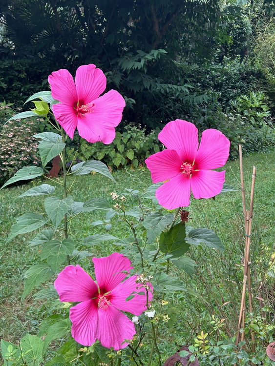 Dal mio giardino in agosto